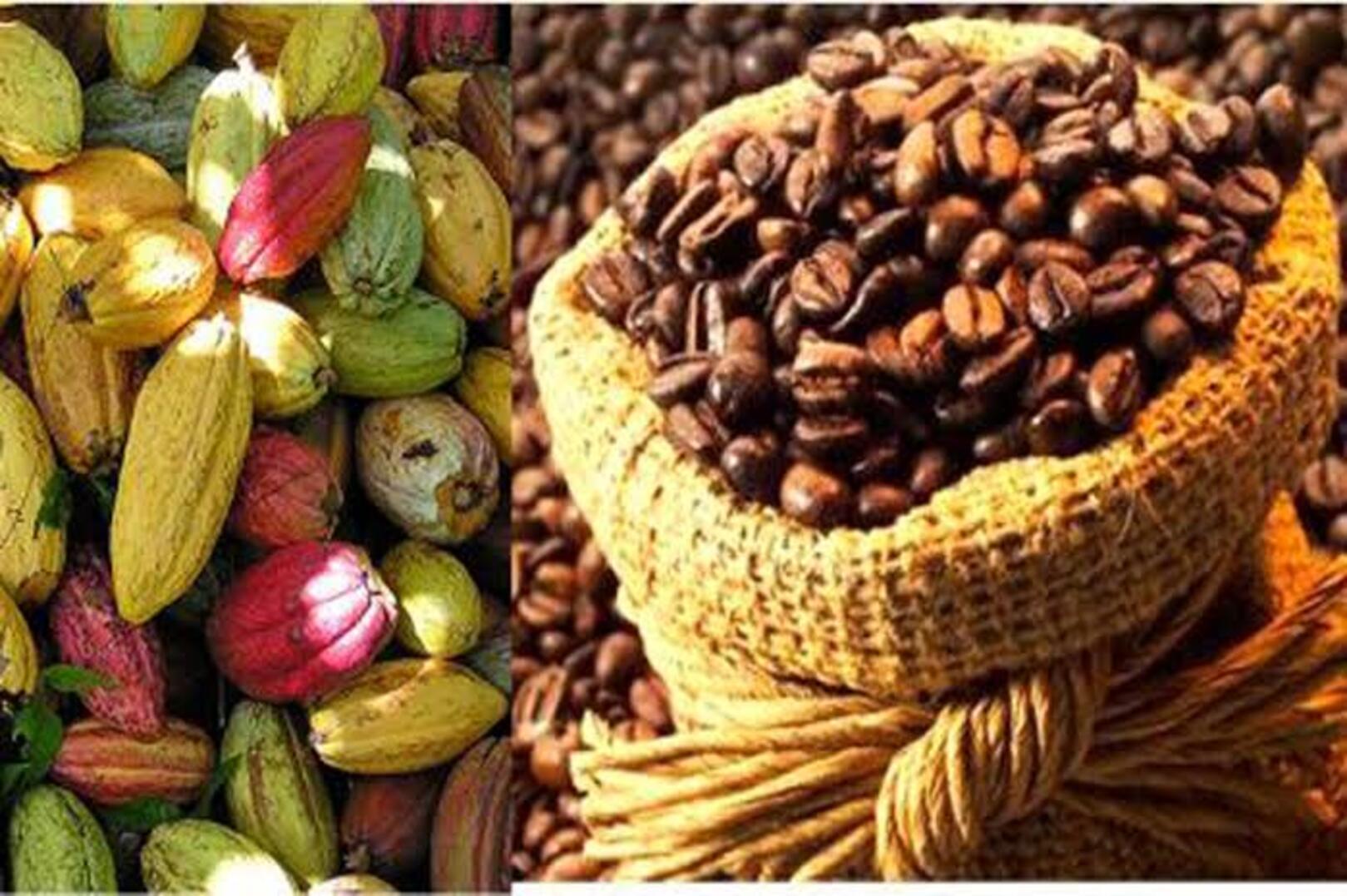 Côte d’Ivoire creates research institute to strengthen coffee and cocoa sectors